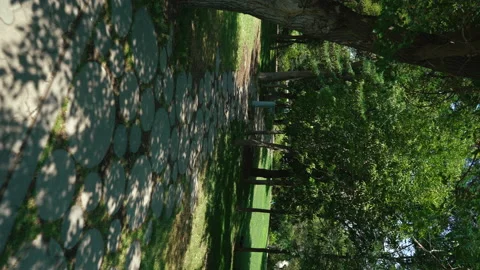 Vertical background static shot. forest pathway with sun rays shining Stock Footage 201307042