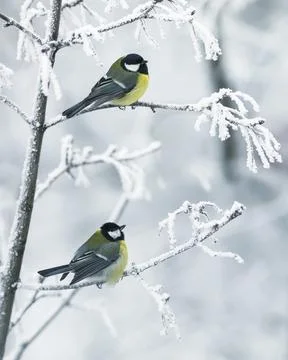 Vertical background with two beautiful chickadee birds sitting on snow-covere Stock Photos