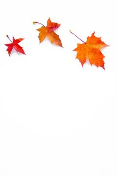 Vertical background of yellow maple leaves with space for text on a white bac Stock Photos
