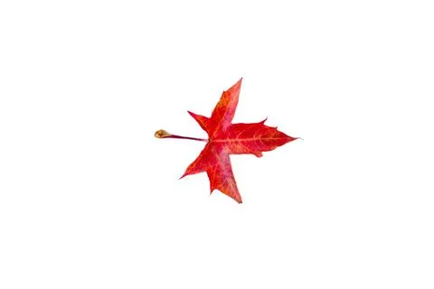 Vertical background of yellow maple leaves with space for text Stock Photos