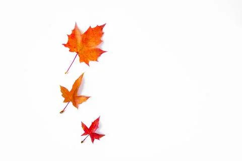 Vertical background of yellow maple leaves Stock Photos