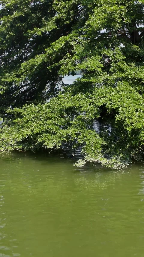Vertical Backlit Branches with Ducks – 4K Summer Lake Video Video stock 315848034