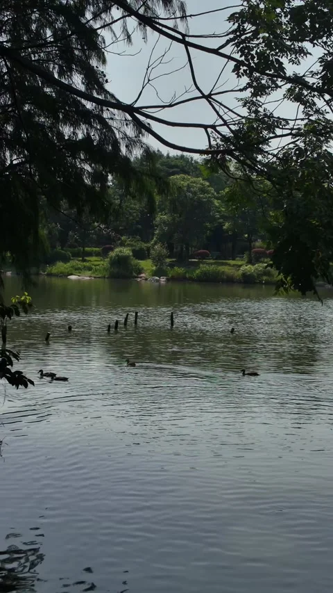 Vertical Backlit Branches with Ducks – 4K Summer Lake Video Video stock 315848042