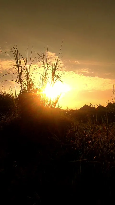 Vertical backlit grass swaying against sunset glow, Indonesia 스톡 동영상 342823135