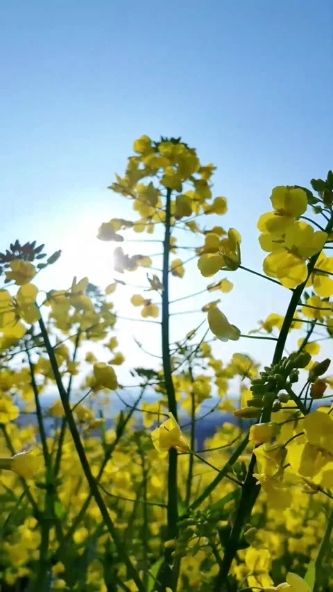 Vertical Backlit Translucent Yellow Rapeseed Flower Stock Footage 331485361