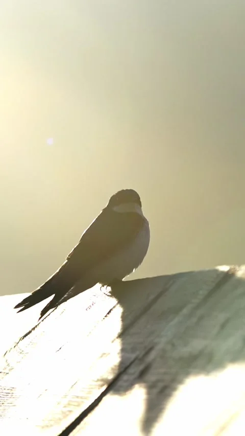 Vertical Backlit Tree Swallow Singing on Wooden Railing – Close Up Stock Footage 338031798