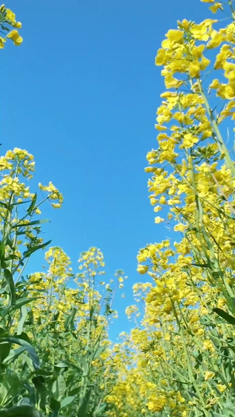 Vertical Backlit Yellow Rapeseed Blossoms with Flaring Light Leaks Cinematic Stock Footage 331616531