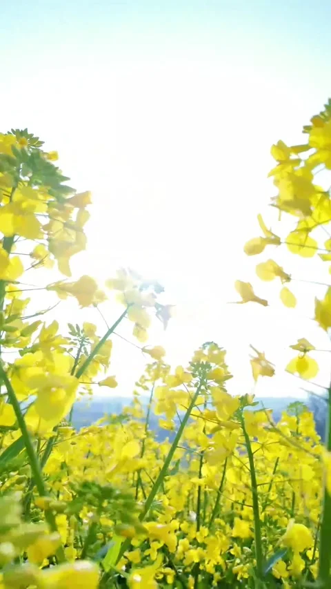 Vertical Backlit Yellow Rapeseed Flower with Soft Bokeh Stock Footage 331484890