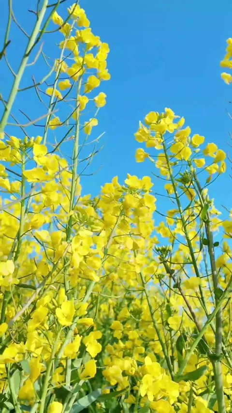 Vertical Backlit Yellow Rapeseed Flower with Translucent Petals Video stock 331487378