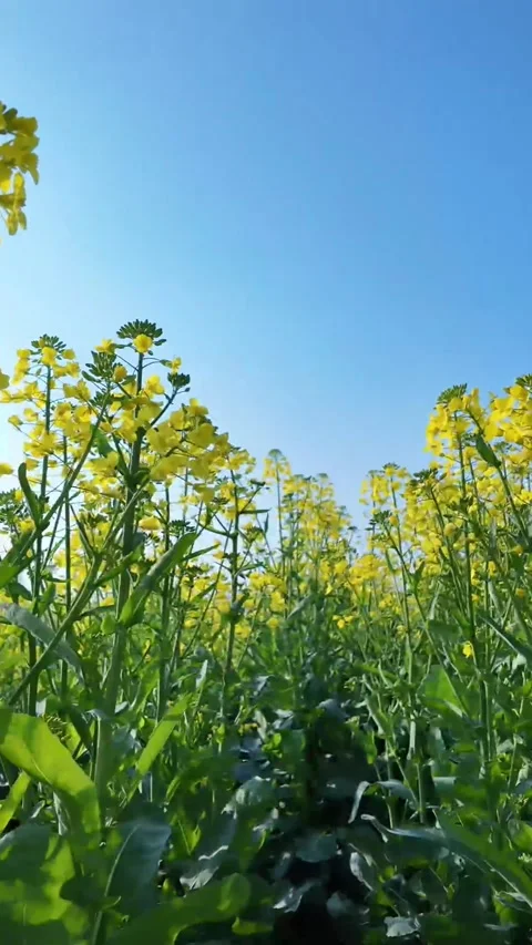 Vertical Backlit Yellow Rapeseed with Sun Flare and Blue Sky Vídeos de archivo 331615926