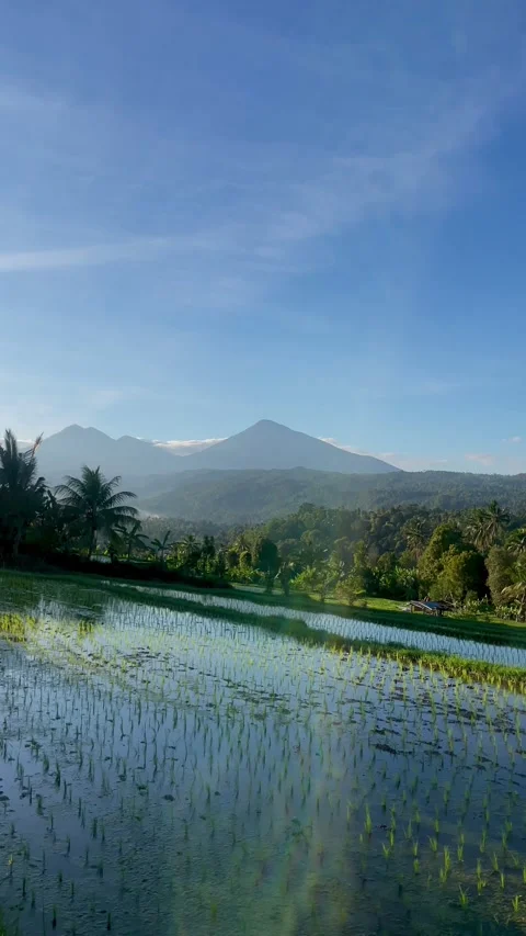 Vertical Bali rice field reflection with mountains and bird Stock Footage 337805666
