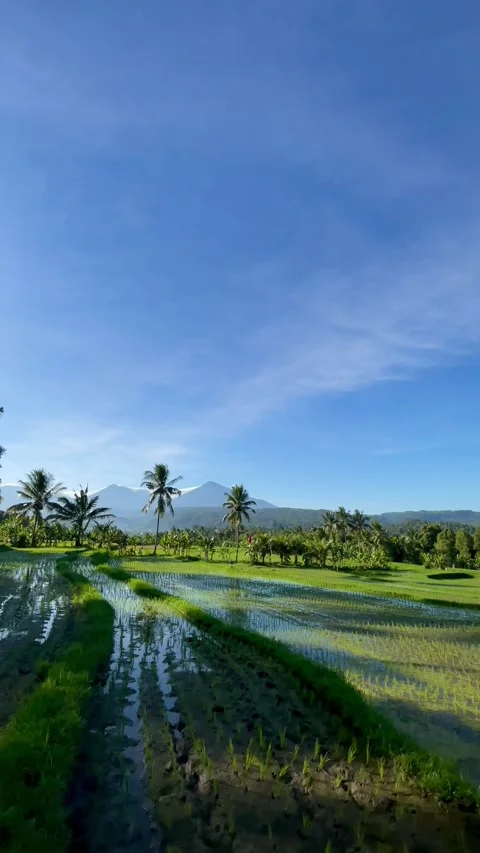Vertical Bali rice field reflection with palm trees and mountains Stock Footage 337805687
