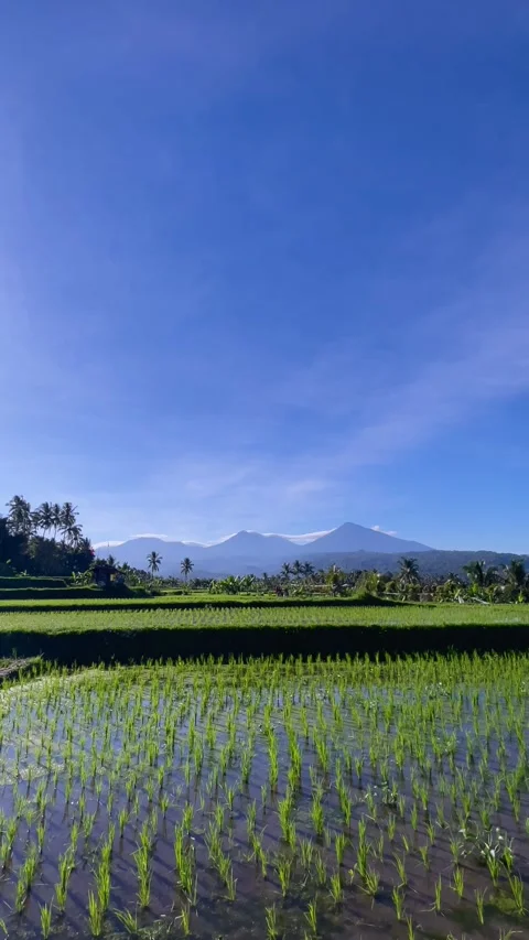 Vertical Bali rice field reflection with majestic mountain Stock Footage 337805704