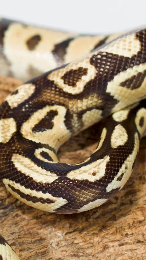 Vertical  of Ball Python Slithering Over Textured Cork Bark Stock-Footage 327831846