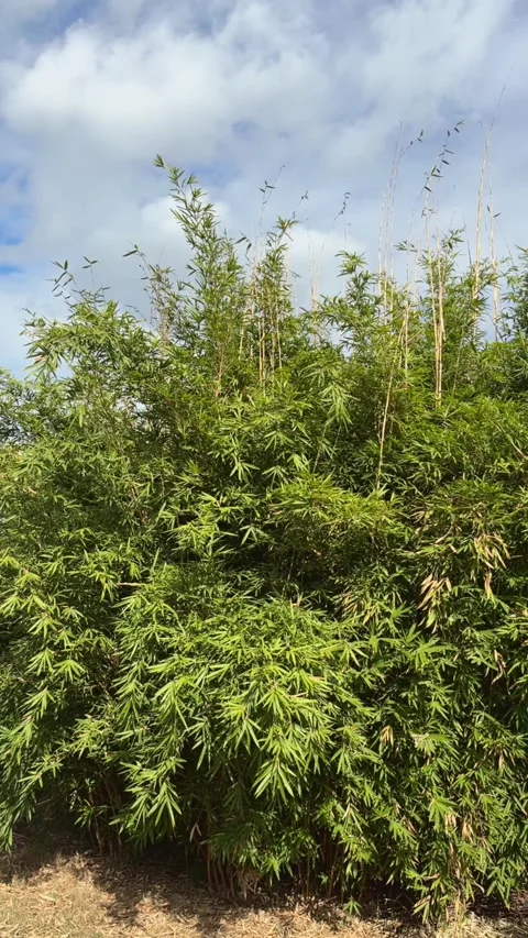 Vertical Bamboo Forest Moving In Wind 스톡 동영상 334902381