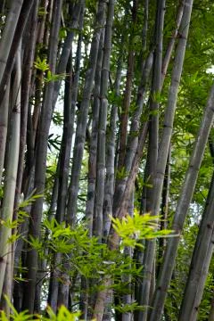 Vertical bamboo trees Stock Photos