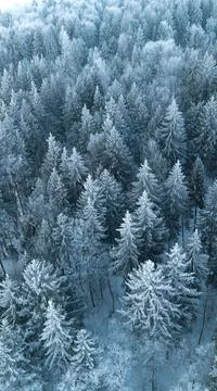 Vertical banner of drone view on pine forest in winter.Nature concept. Winter Stock Photos