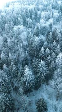 Vertical banner of pine forest from drone. Winter holidays time.Nature concep Stock Photos