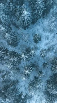 Vertical banner with Top view on winter forest. Nature concept Stock Photos