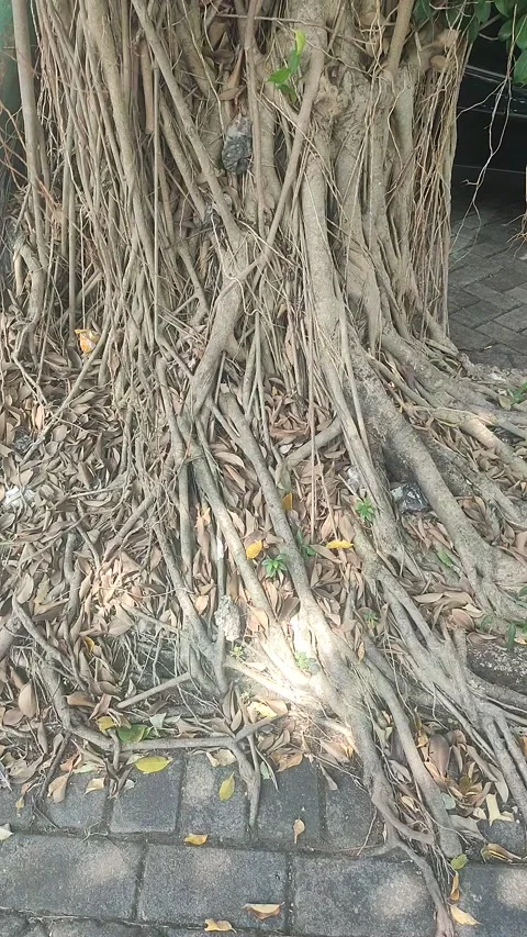 Vertical Banyan Tree Roots Blowing in the Wind Vidéo 339706948
