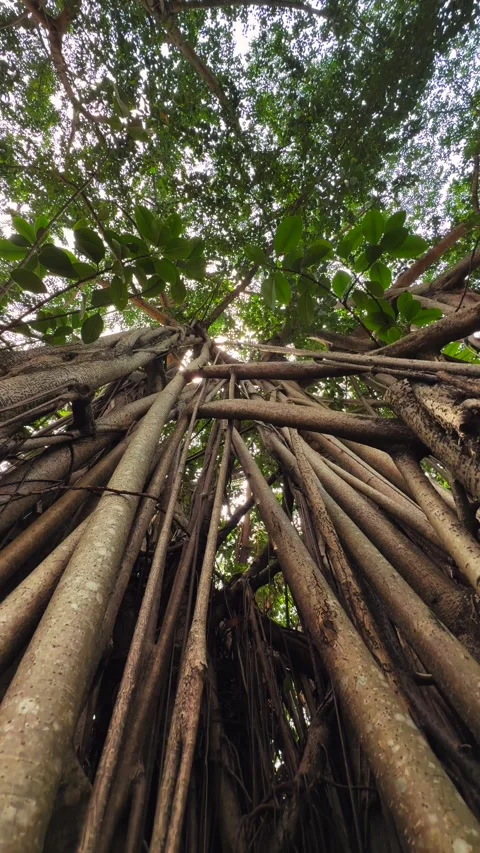 Vertical Banyan Tree Sunburst Through Aerial Roots Worm Eye View and lush 스톡 동영상 342890017