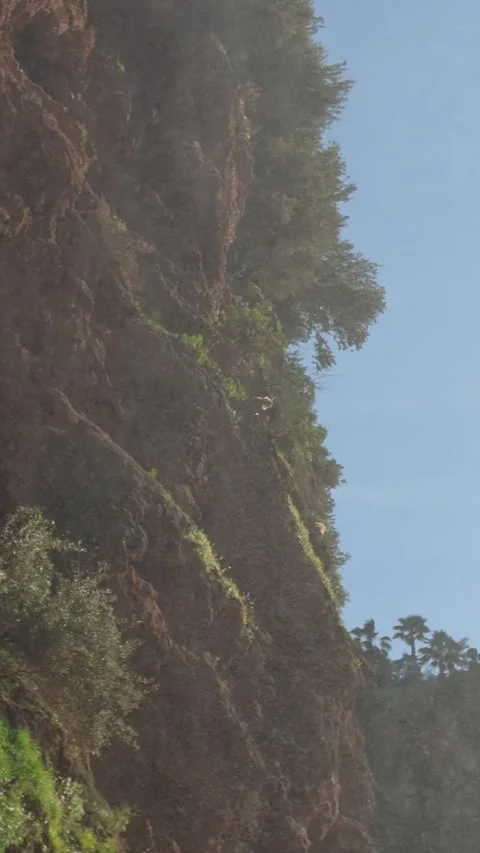Vertical - barbary macaque on misty red cliff at Ouzoud Falls Morocco Stock Footage 344511017
