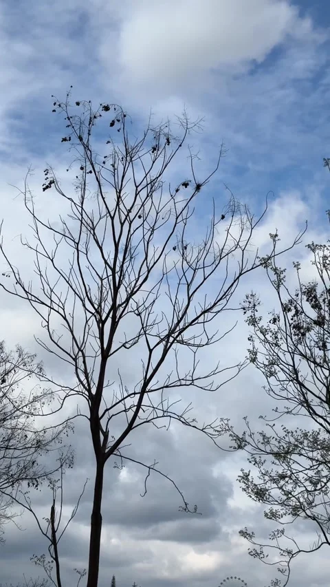 Vertical Bare Tree Branches Silhouette Against Cloudy Sky Vídeo Stock 334907548