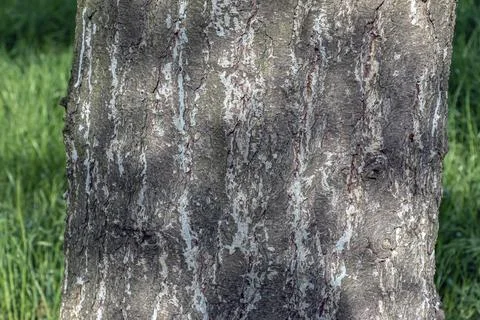 Vertical Bark Pattern of Pinus armandii Tree Trunk Stock Photos
