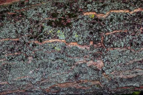 Vertical bark texture of Acer pseudoplatanus ornamental maple tree Stock-Fotos