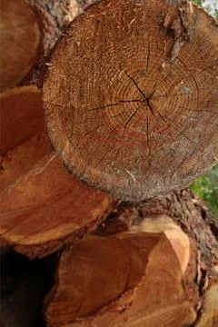 Vertical base pattern tree trunk dark brown pine log closeup Foto stock