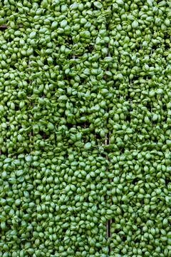 Vertical basil wall Stock Photos