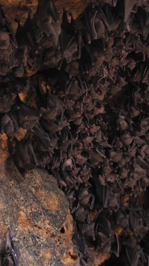 Vertical of Bats in a cave in Bali Stock Footage 278484488