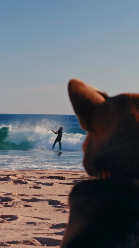 Vertical beach scene with dog observing surfer riding wave. Video stock 337316631