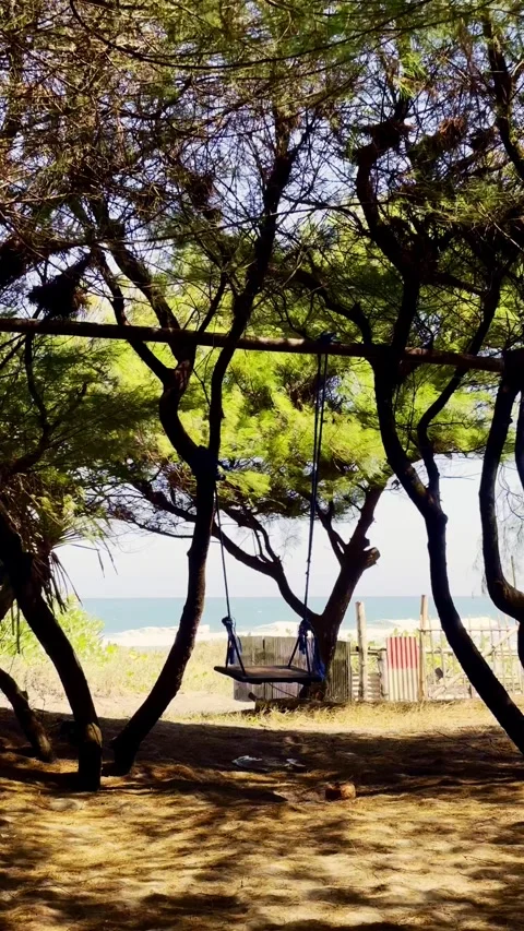 Vertical Beach Trees And Sandy Shore Stock Footage 337533629