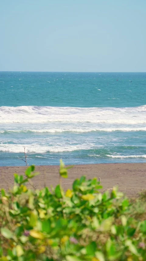 Vertical Beach Waves Behind Greenery Stock Footage 337527528