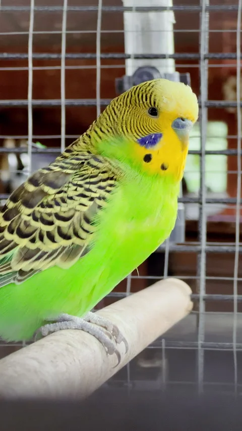 VERTICAL. Beautiful and vibrantly colored green budgerigar perched in Its cage 스톡 동영상 283992657