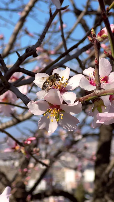 Vertical: Beautiful bee diligently pollinating an almond blossom, spring season Stock Footage 280774695