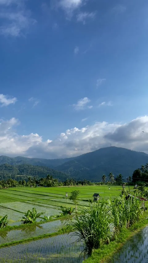 Vertical Beautiful Green Rice Field Landscape with Mountains in Bali Stock Footage 337718774