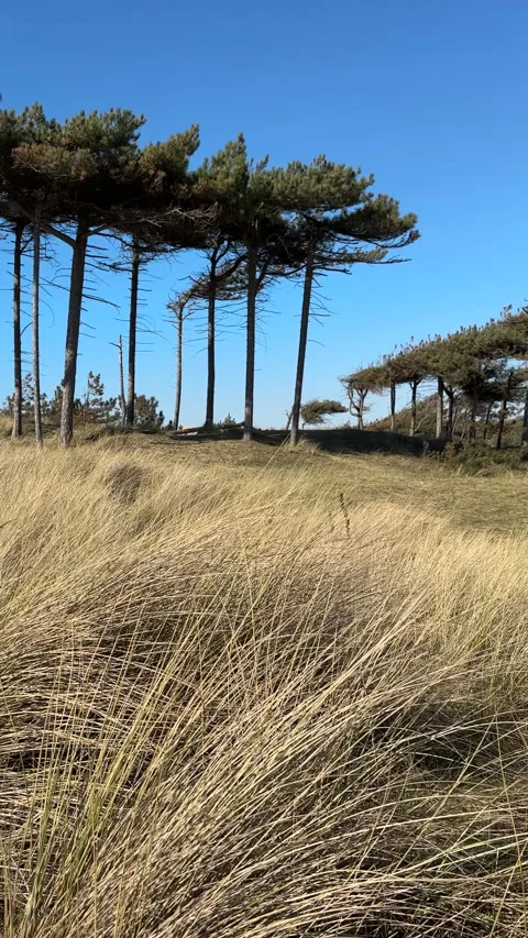 Vertical. Beautiful landscape with pine trees on dry grass covered sand dunes. Vídeo Stock 276186879