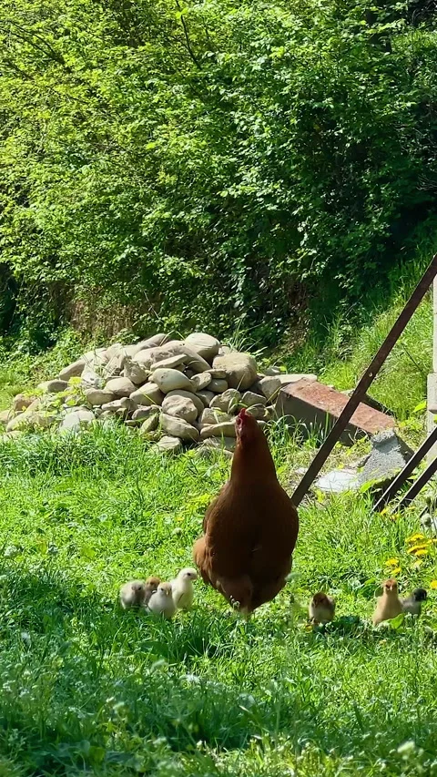 VERTICAL. Beautiful rooster, hen and chicks roaming freely in green courtyard Stock Footage 284026024