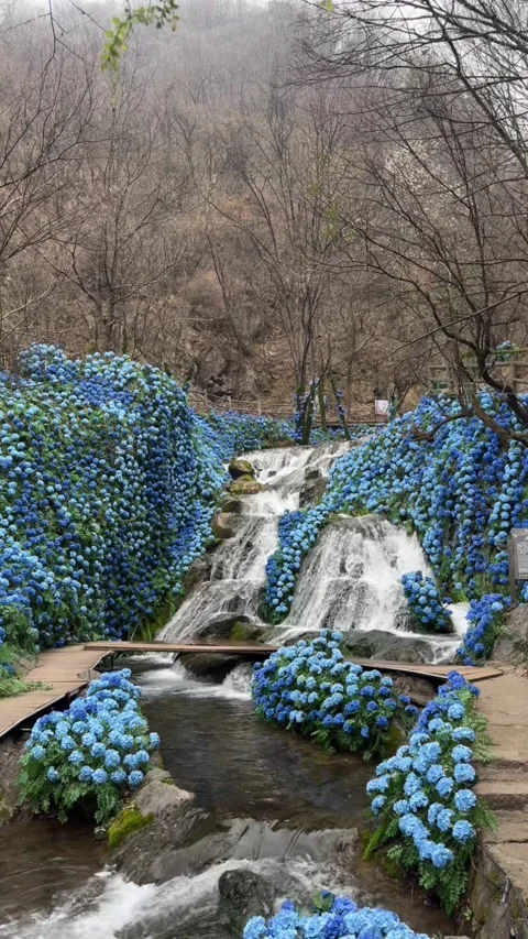 Vertical Beautiful Waterfall Surrounded By Blue Hydrangea Flowers Stock-Footage 334016431