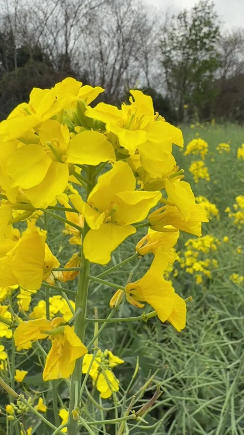 Vertical Beautiful yellow rapeseed blossoms in rural Chengdu Sichuan Stockbeeldmateriaal 333427878