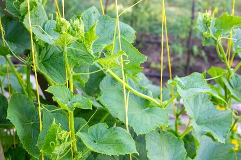 Vertical bed with cucumbers hanging on a trellis. Growing vegetables in the.. Stock Photos
