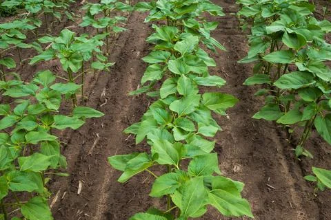 Vertical beds in the field Stock Photos