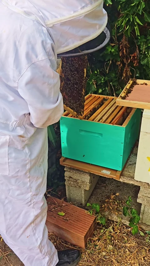 Vertical Beekeeper Inspecting Bee Covered Hive Frame Stock Footage 345218435