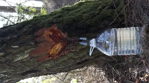 Vertical, birch sap dripping in a plastic bottle, birch covered with moss Stock Footage 130828921