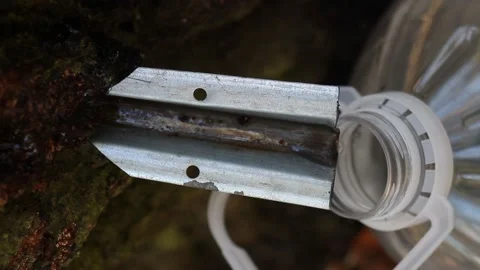 Vertical, birch sap dripping into a plastic bottle, closeup Stock Footage 130828927