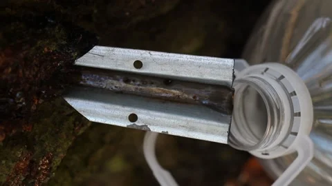 Vertical, birch sap dripping into a plastic bottle Stock Footage 130828941