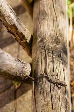 Vertical birch tree trunk texture with white bark close up Stock Photos