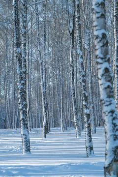 Vertical birch trees in snow, Nighttime forest scene with snow and slender birch Stock Photos